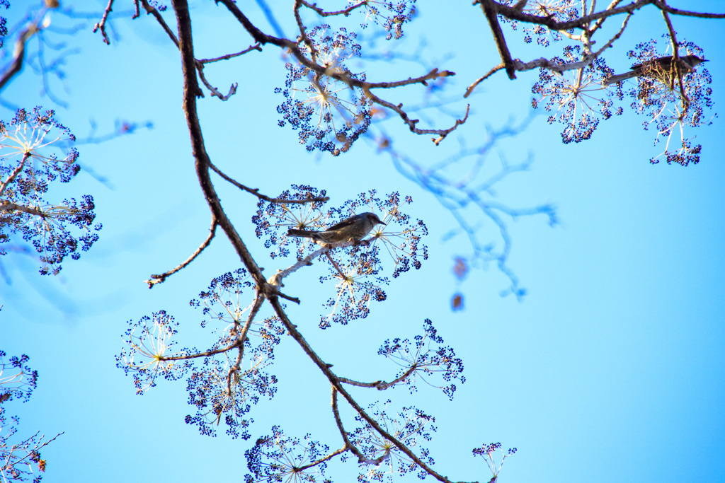 20250103初詣＿ヒヨドリ