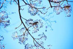 20250103初詣＿ヒヨドリ