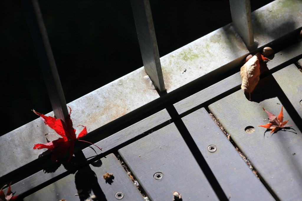 2025_湯河原万葉公園周辺6