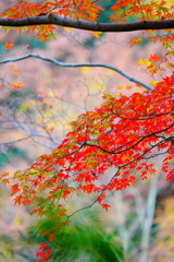 2018箱根紅葉_塔ノ沢