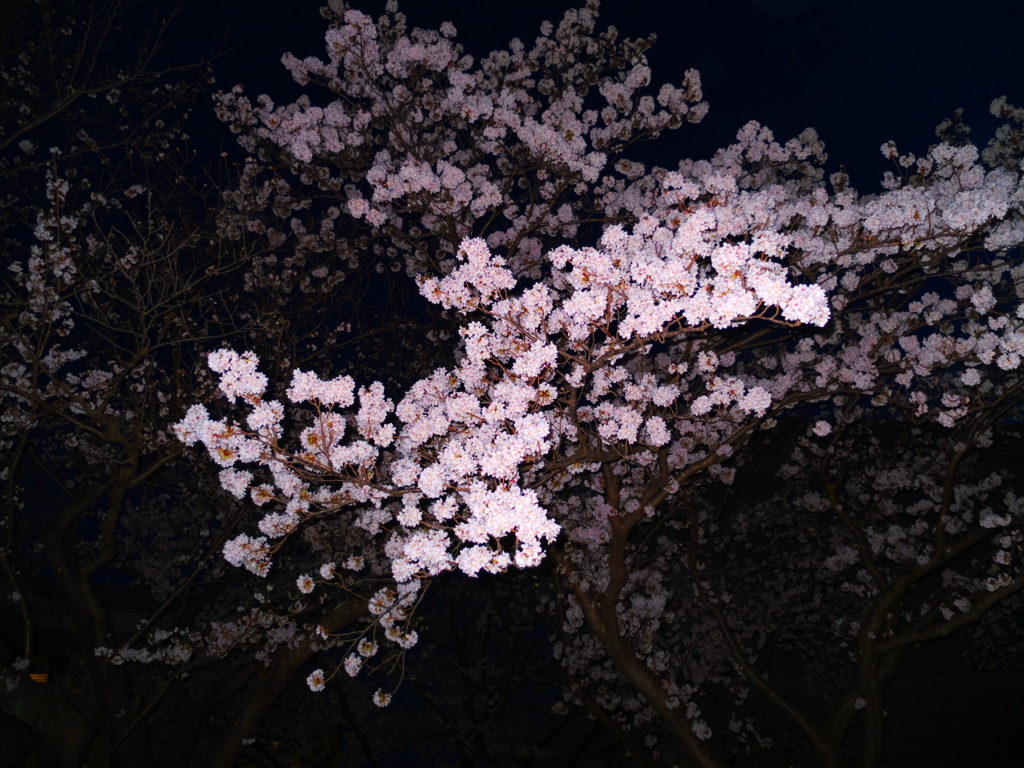 夜桜