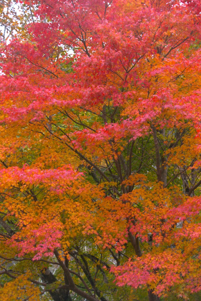 箱根ガラスの森２