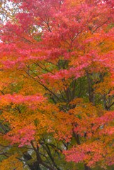箱根ガラスの森２