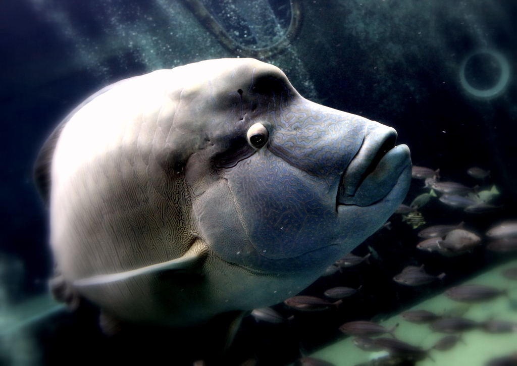 limitlessly monochrome