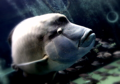 limitlessly monochrome