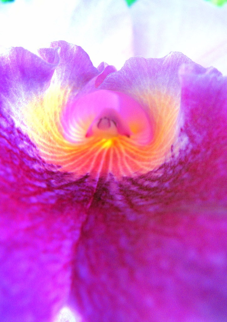 The eroticism of the flowerⅥ