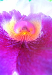 The eroticism of the flowerⅥ