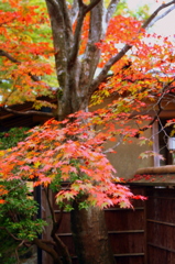 箱根強羅美術館20111109_2