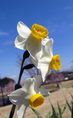 The spring that gets closerⅢ