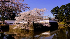 小田原城址＿桜宴