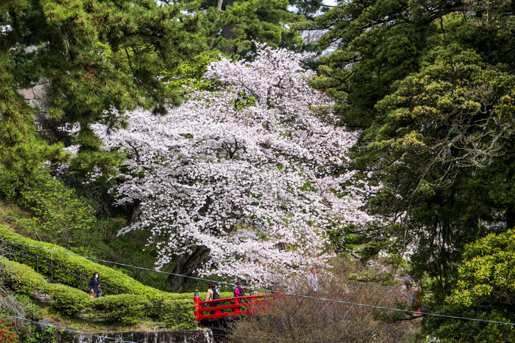 常盤木門前の桜