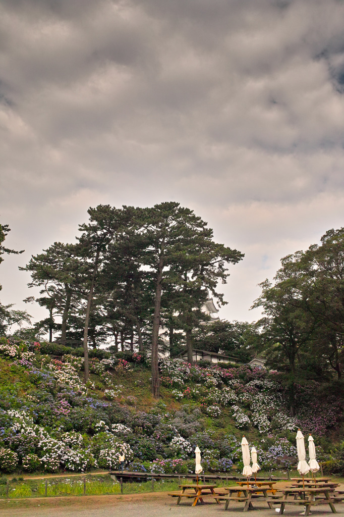 小田原城_紫陽花