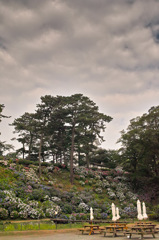 小田原城_紫陽花