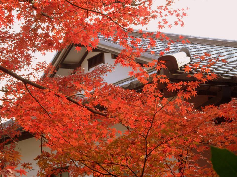 紅葉対決