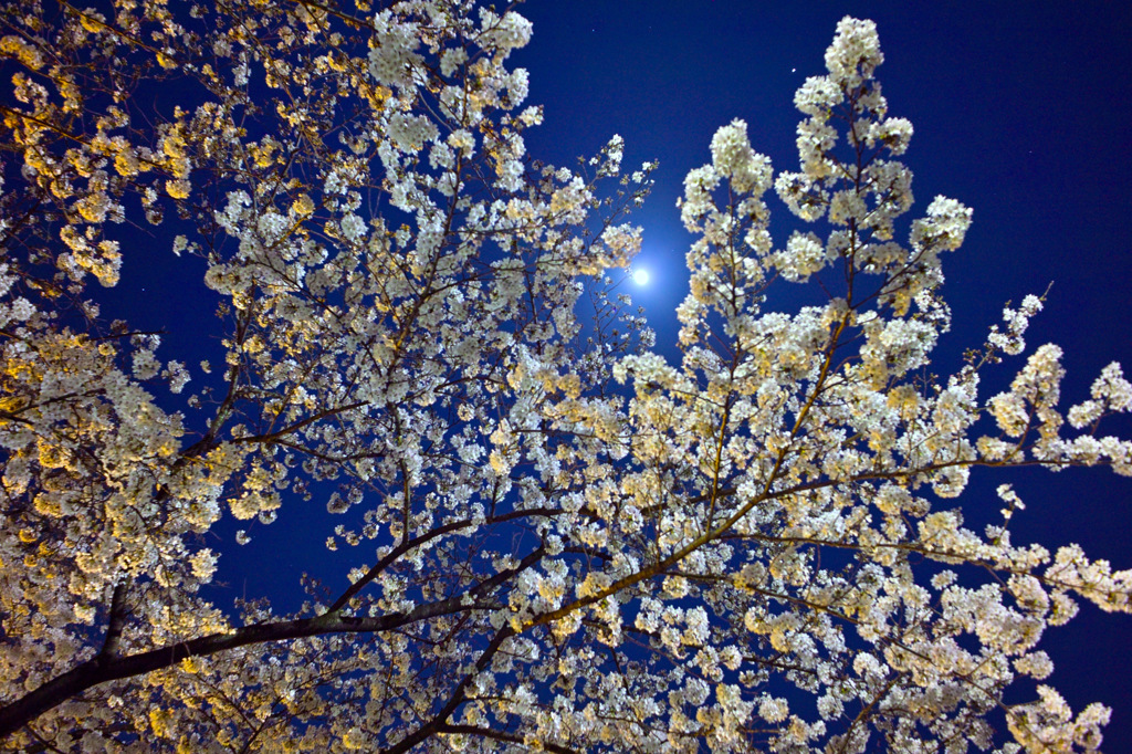 月夜