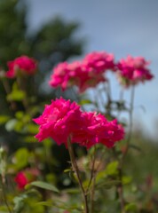 夏に向けて_5