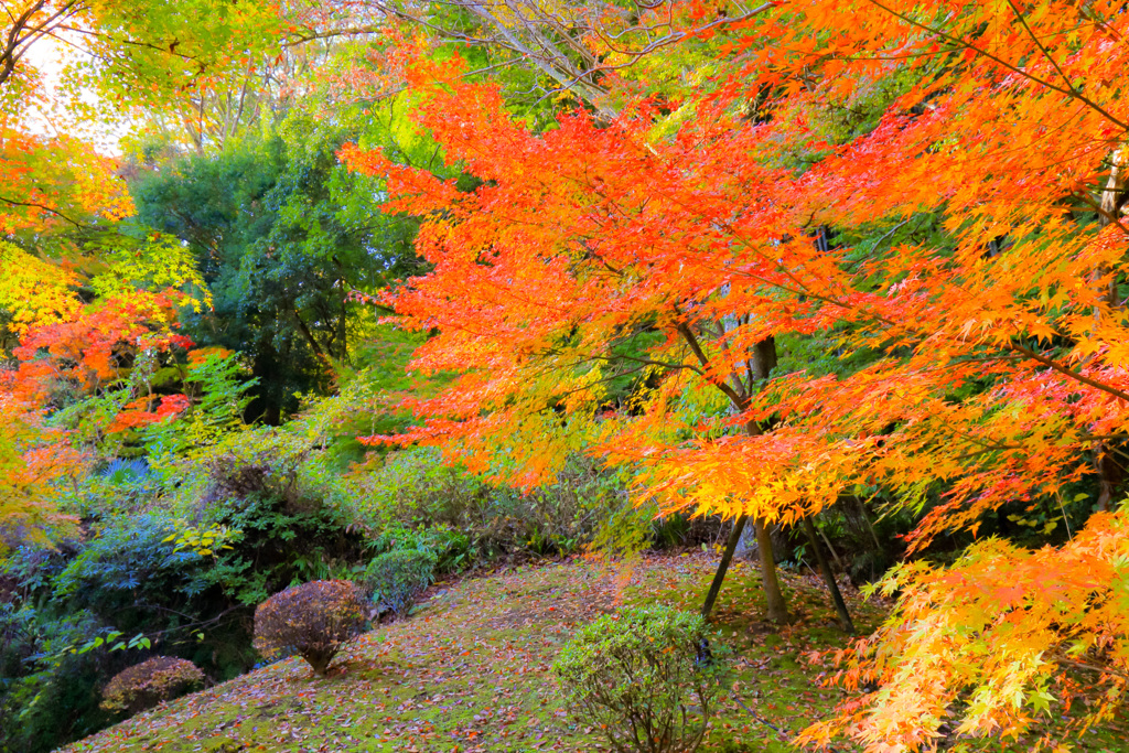 2025_湯河原万葉公園周辺8
