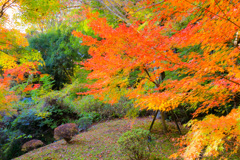 2025_湯河原万葉公園周辺8