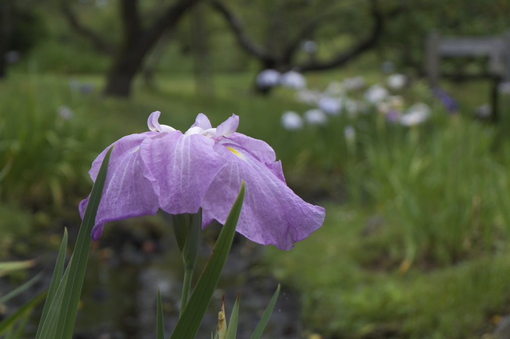 菖蒲