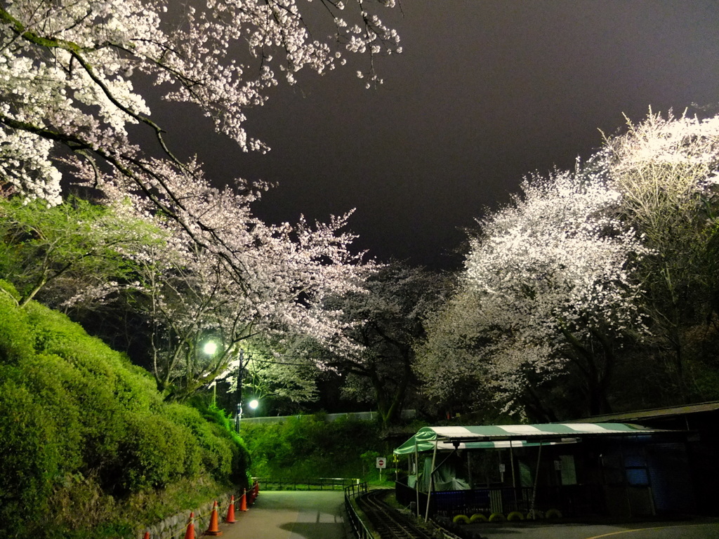 小田原城_夜桜
