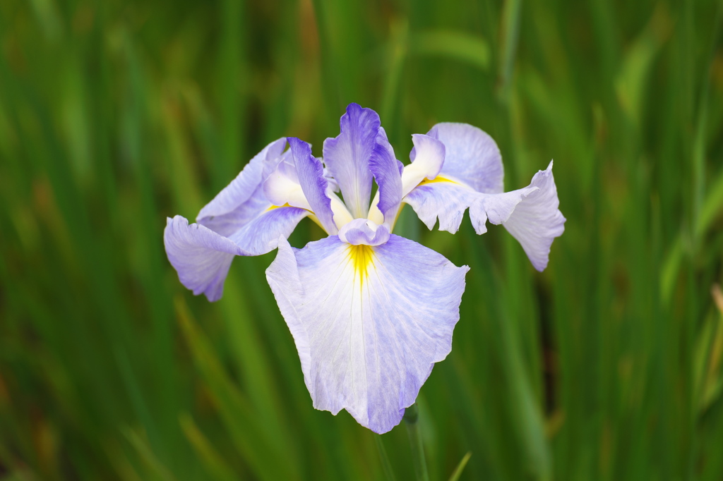 小田原城 あじさい花菖蒲まつり 2015