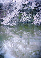 小田原城＿別景