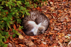 猫は落ち葉で丸くなる！