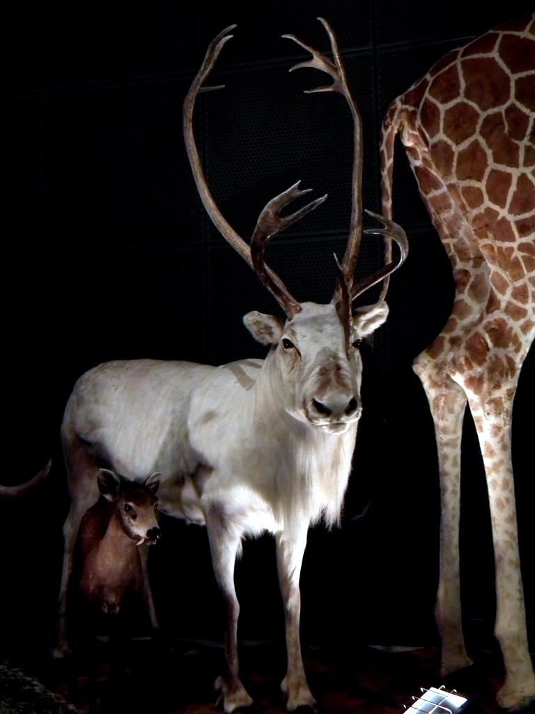 A sad stuffed animal