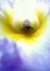 The eroticism of the flowerⅢ