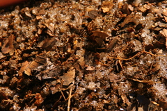 Test of new lens_take4