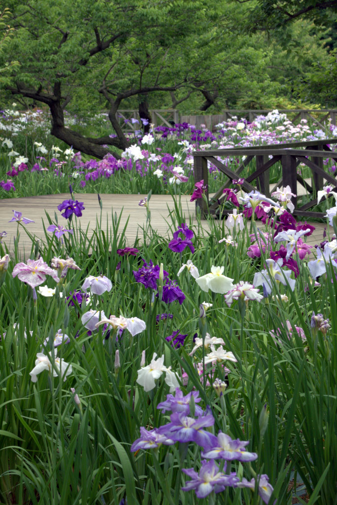 The dance of the flower