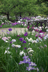 The dance of the flower