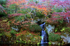 A Japanese garden