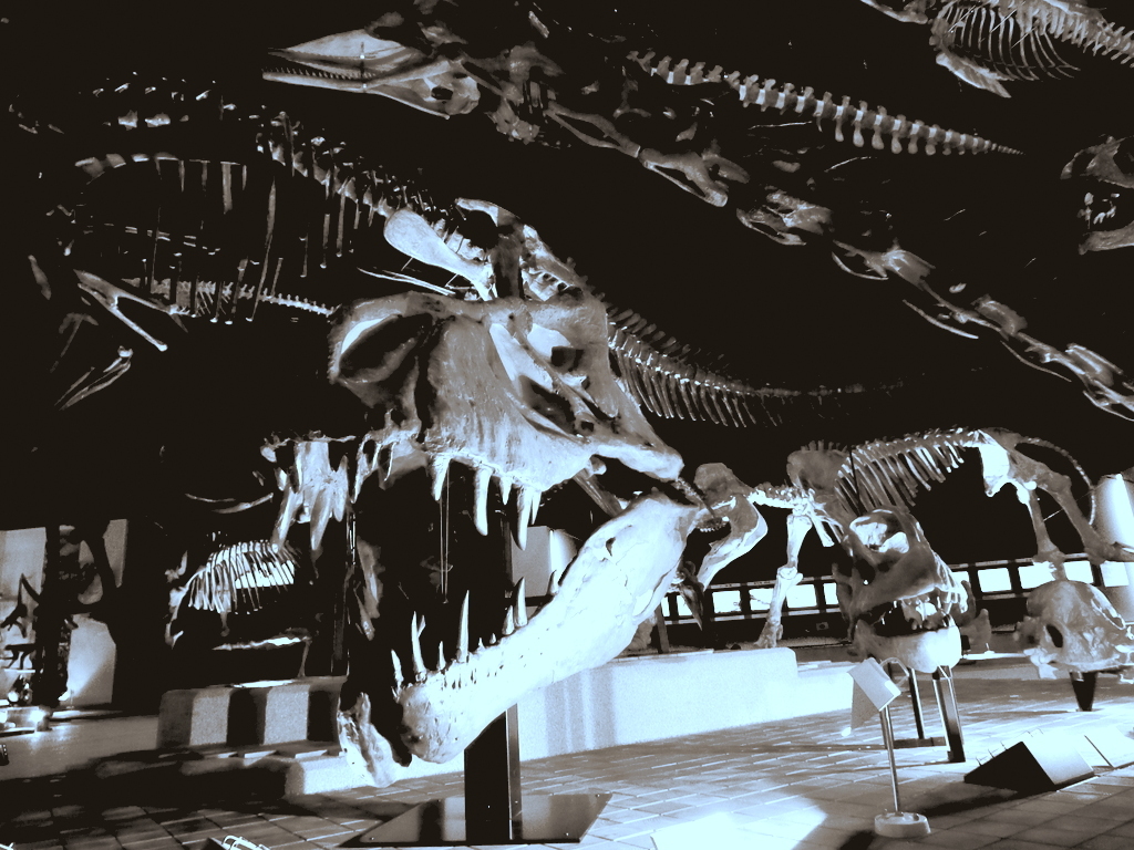 The graveyard of the bone