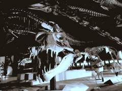 The graveyard of the bone