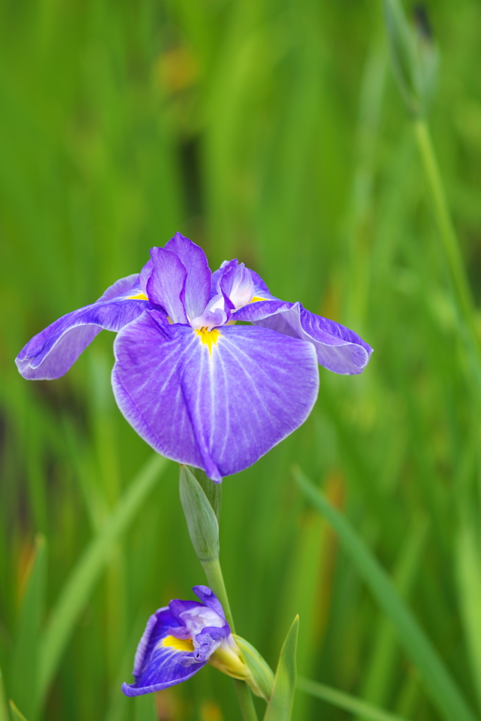 小田原城址の花菖蒲