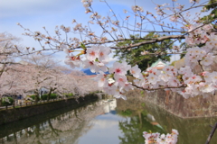 小田原城の桜