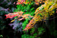 2025/11/12_仙石原の紅葉８