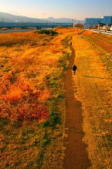 小田原_酒匂川_遊歩道
