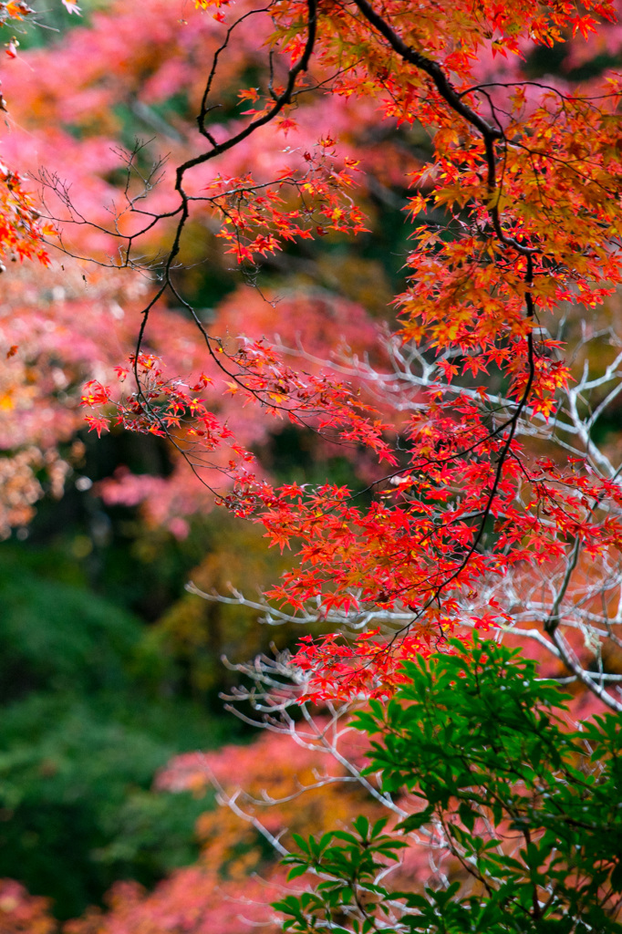 2025/11/12_箱根仙石原2_9