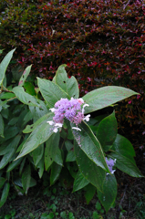 季節はずれの紫陽花