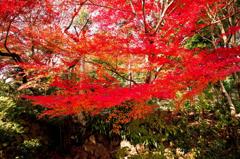 本年最終の紅葉狩り