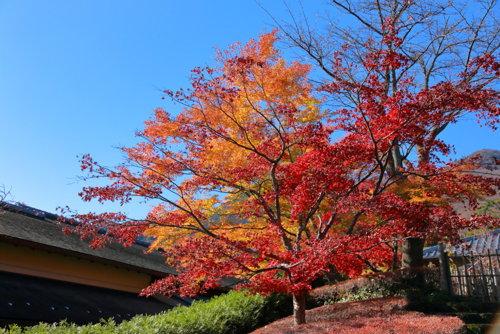 2025_強羅_箱根美術館6