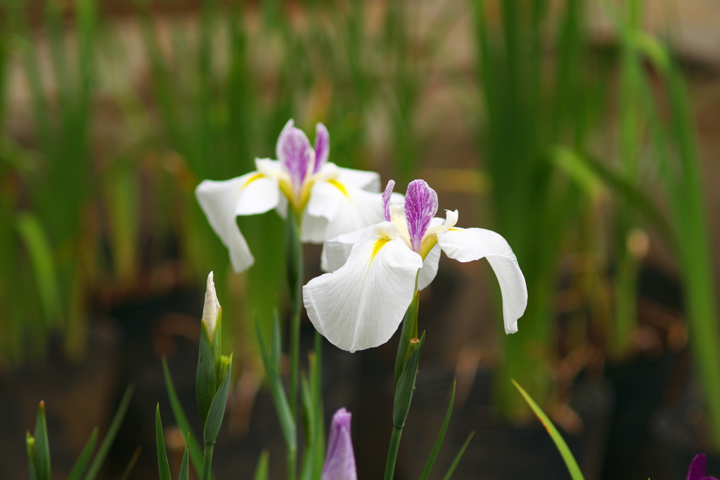 小田原城址の花菖蒲