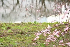 小田原城の桜_２
