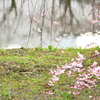 小田原城の桜_２