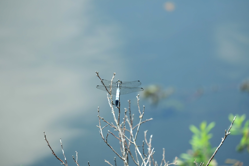 夏 湿生花園
