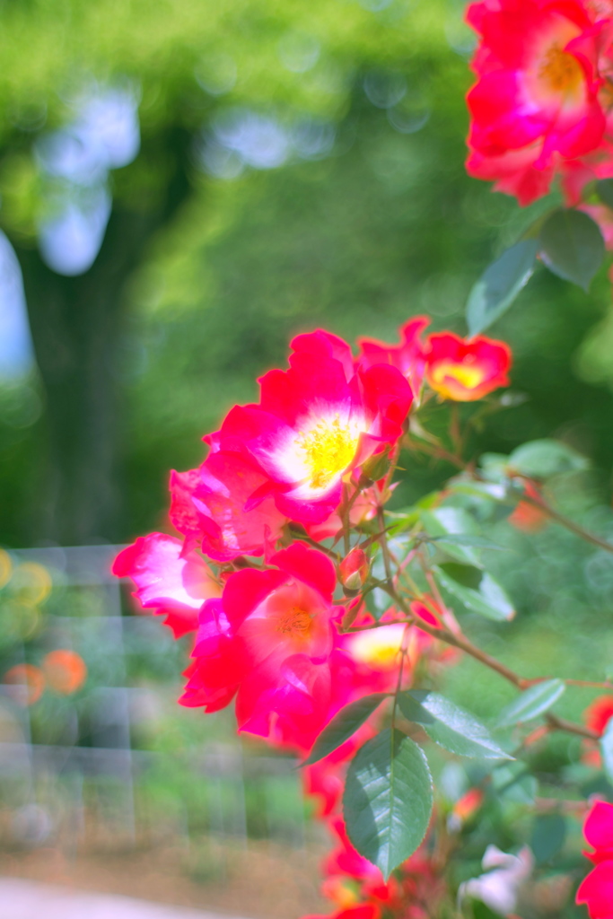 薔薇