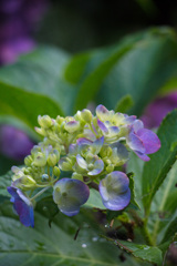 小田原城の紫陽花３