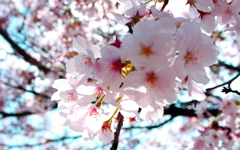 pastel cherry tree